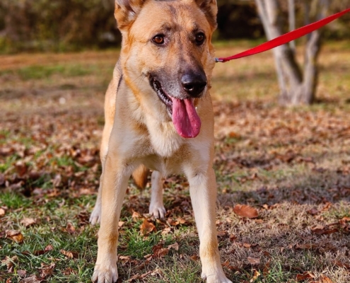 Gazdikereső - HOUDINI