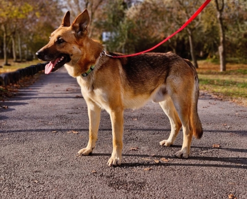 Gazdikereső - HOUDINI