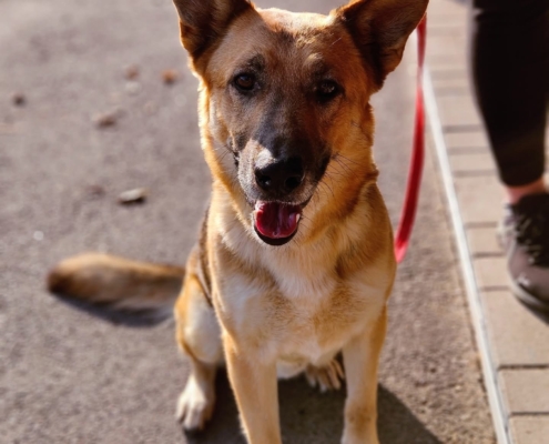 Gazdikereső - HOUDINI