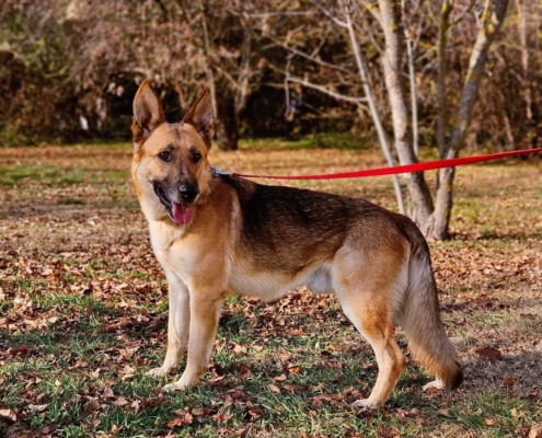 Gazdikereső - HOUDINI