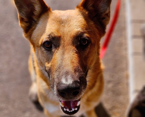 Gazdikereső - HOUDINI