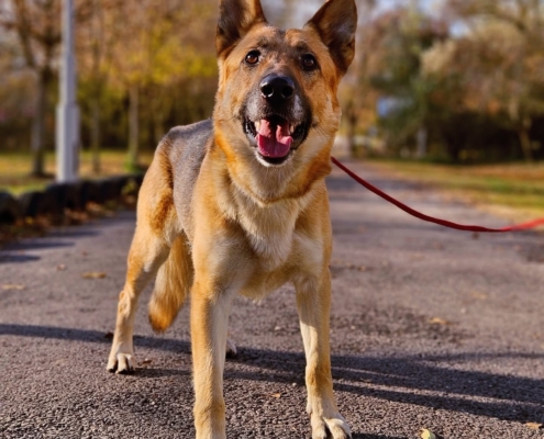 Gazdikereső - HOUDINI